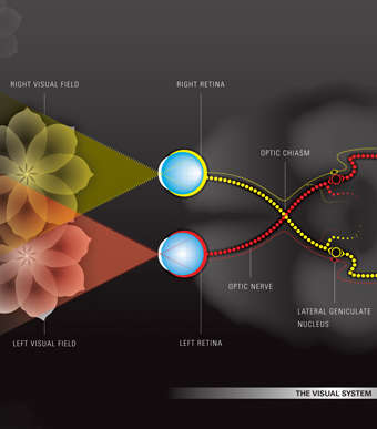 Close up of poster displaying the visual system